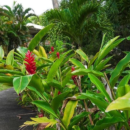 Color Garden - Studio Martinique 圣安娜 外观 照片
